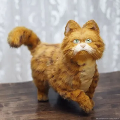 Порода кота Гарфилда. Миф или реальность?