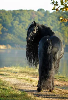 Фризская лошадь, фриз — порода лошадей с вороной мастью, выведенная в  Фрисландии. Фриз — лошадь не очень крупная, костистая, но элегантная… |  Instagram