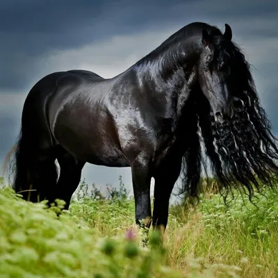 Красивейшая порода лошадей | Пикабу