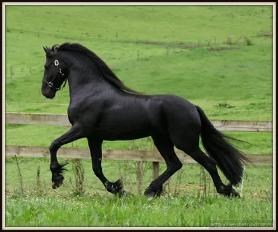Petty | Фризская лошадь, Фриз — порода лошадей, выведенная в… | Flickr