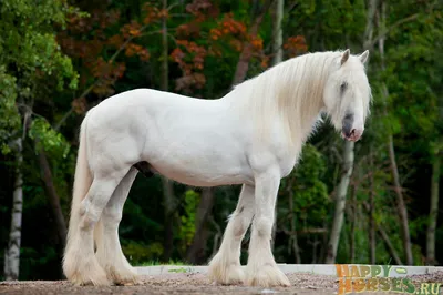 Фризская лошадь – характеристики породы, особенности характера, содержание  : | ВКонтакте