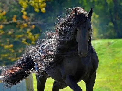 Фризская лошадь арт - 69 фото