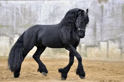 Черная жемчужина». Какую породу лошадей так называют ? Почему? Какая порода  лошадей настолько красива? | Лошади | Дзен
