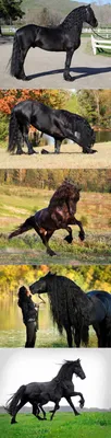Pin by вера кулагина on Фризская порода лошадей | Friesian, Friesian horse,  Horse breeds