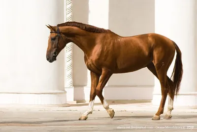 File:Frisian horse.jpg - Wikipedia