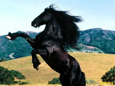 Фризская лошадь, Фриз - порода лошадей, выведенная в Фрисландии, прови� |  Животный мир | Постила