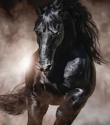 Friesian Порода Лошади — стоковые фотографии и другие картинки Фризская  лошадь - Фризская лошадь, Без людей, Горизонтальный - iStock