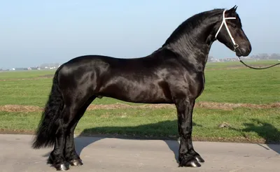 Pavlivskiy” Pasze Dla koni - Особенности пород лошадей🐎 Лошади одни из  самых грациозных млекопитающих. Сегодня мы расскажем о особенностях пород 1  Фризская лошадь ▪️Порода лошадей, выведена в Фрисландии на севере  Нидерландов ▪️Фризы