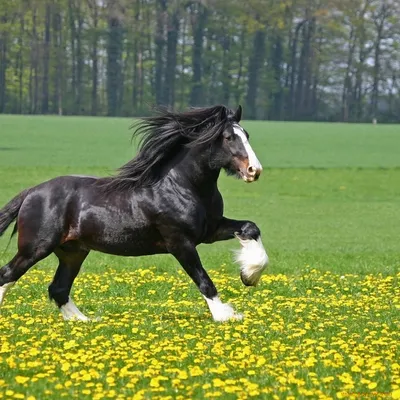 Фризская лошадь арт - 69 фото