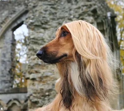 Русская псовая борзая (Borzoi) - это преданная и величественная порода собак.  Описание, фото и отзывы.