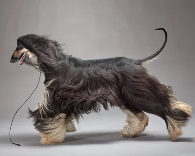Афганская борзая (Afghan Hound) - это красивая, умная и благородная порода  собак. Отзывы, фото, описание.