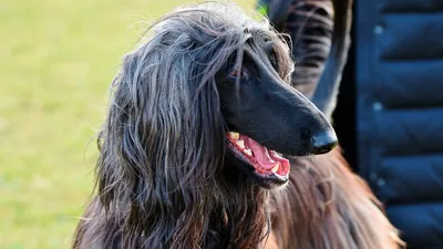 Порода собак афганская борзая широко известна во всем мире не только  благодаря своей удивительной внешности, но ещё и потому, что это одна… |  Instagram