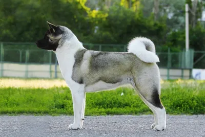 Порода собак американская акита — Особенности, интересные факты (фото)