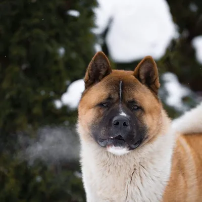 Порода собак американская акита — Особенности, интересные факты (фото)