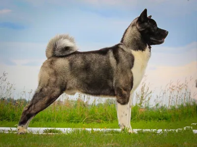 Американская акита - описание породы собак: характер, особенности  поведения, размер, отзывы и фото - Питомцы Mail.ru