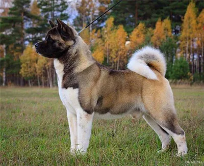 Американская акита. Особенности породы. Большая японская собака. - YouTube