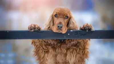Порода собак английский кокер спаниель фото фотографии