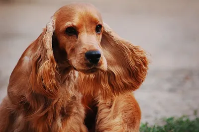 Порода собак Английский Кокер спаниель - компаньон и охотник» — создано в  Шедевруме