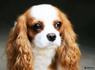 Sobachkanet - Английский кокер-спаниель — порода собак, выведенная  искусственным путём в начале девятнадцатого века. Изначально главной  задачей при выведении данной породы было создание идеального охотничьего  пса. В 1902 году порода была признана