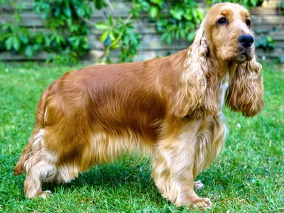 Английский кокер спаниель (English Cocker Spaniel) - это умная, нежная,  ласковая и спокойная порода собак. Фото, описание, отзывы.