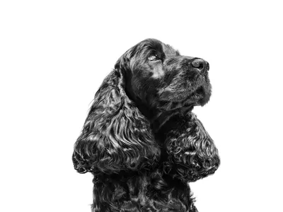 Американский кокер-спаниель собака: фото, характер, описание породы