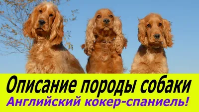 Косметика Bio-Groom для собак породы Английский кокер-спаниель