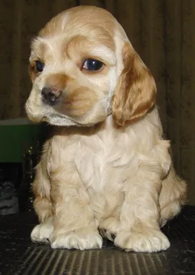 Собачья порода английская кокер-спаниель Стоковое Изображение - изображение  насчитывающей волосатый, парк: 163521235