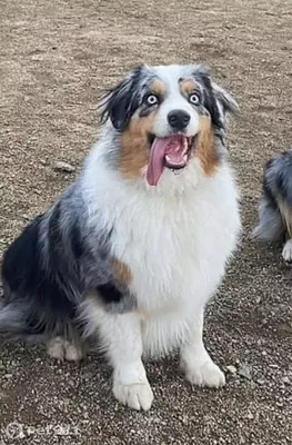 Австралийская овчарка (Australian Shepherd) - это умная, преданная и  выносливая порода собак. Фото, описание и отзывы.