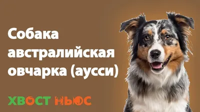 Особый взгляд | Породы собак, которые смотрят прямо в душу - Питомцы Mail.ru