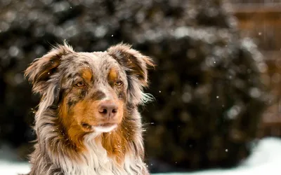 Австралийская овчарка (Аусси) - фото, щенки и описание | Порода и  характеристика | Pet-Yes