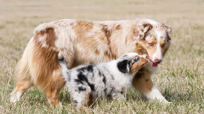 Австралийская овчарка собака: фото, характер, описание породы