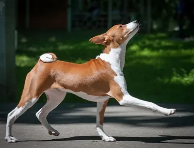 Басенджи: фото, характер, щенки, стандарты, все о породе собак басенджи |  Блог зоомагазина Zootovary.com