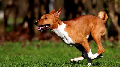 Басенджи собака: фото, характер, описание породы