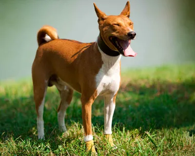 Хвост Ньюс - Недавно мы загадывали породу собак басенджи! Это аборигенная порода  собак родом из Африки. Отличительная черта этой породы — басенджи не умеют  лаять. Но поверьте, эти собаки легко восполняют это