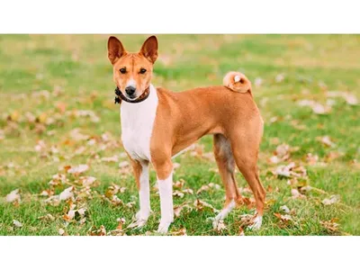 Басенджи - описание породы, размеры и фото собаки | Цена щенков басенджи |  Pet-Yes