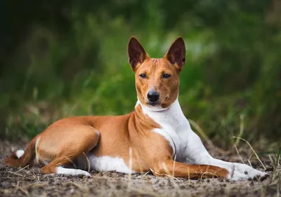 Басенджи: Одна из древнейших пород собак» — создано в Шедевруме