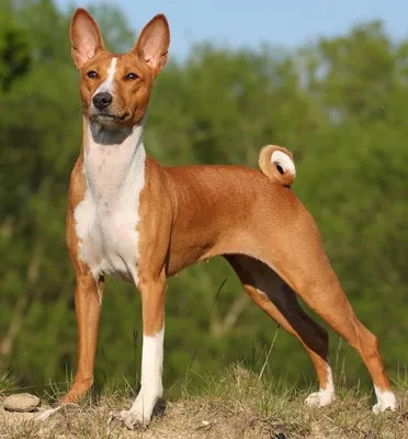 Басенджи - Питомник собак породы басенджи