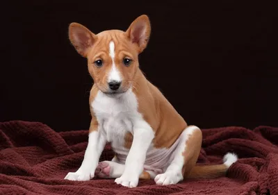 Басенджи - описание породы, размеры и фото собаки | Цена щенков басенджи |  Pet-Yes