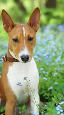 Порода Собак Басенджи — Особенности, Интересные Факты (Фото)