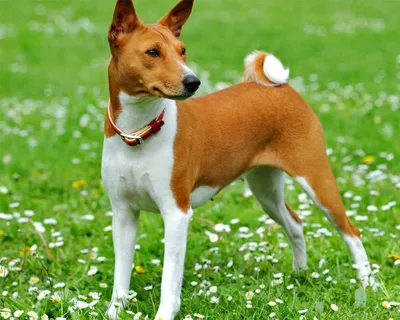 Басенджи (Basenji) - это очень умная, веселая и независимая порода собак.  Фото, описание, отзывы.