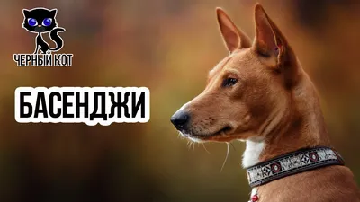 Pet Story - Собака которая не умеет лаять) Басенджи —... | Facebook