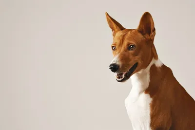 Охотничьи породы: басенджи, тихая и умная собака - Hunting Passion