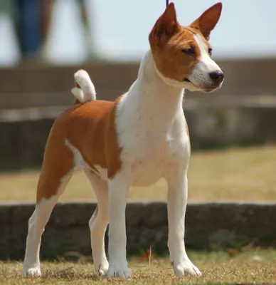 Басенджи собака: фото, цена, уход, отзывы, особенности породы с подробным  описанием