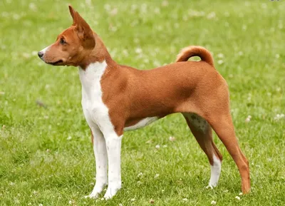 Басенджи — все о собаке, описание, характер породы, фото