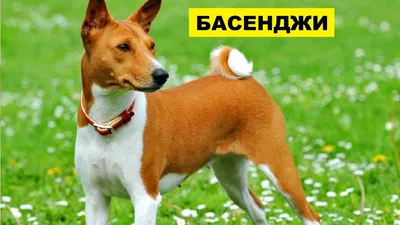 Басенджи порода Собаки из города Новосибирск — Социальная сеть владельцев  домашних животных - ЗооЛайкер - ZooLiker