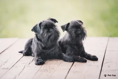 Бельгийский гриффон - описание породы, размеры и фото собаки| Цена щенков  бельгийского гриффона | Pet-Yes