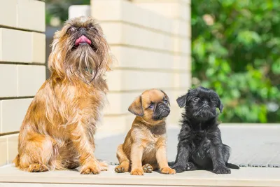 Гриффон - маленькая собака с клювом» — создано в Шедевруме