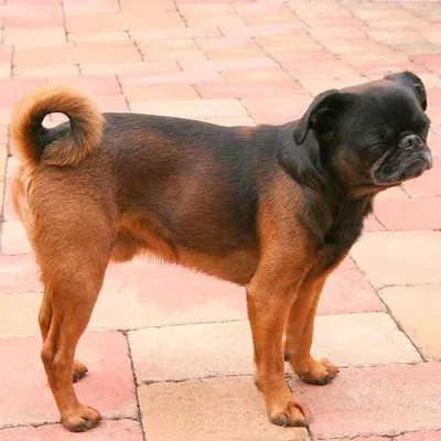 Порода собак бельгийский грифон. Особенности характера, содержания, цена.