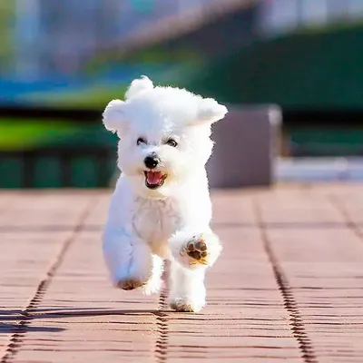 Собака Бишон фризе лает и играет на льду Dog Bichon Frise Chien 개 Hund  कुत्ता 犬 狗 الكلب WorldSun - YouTube