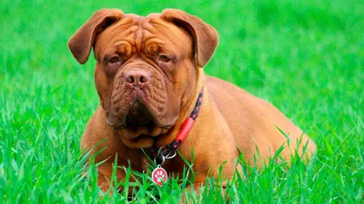 Бордоский дог - описание породы собак: характер, особенности поведения,  размер, отзывы и фото - Питомцы Mail.ru